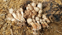 Leucoagaricus meleagris