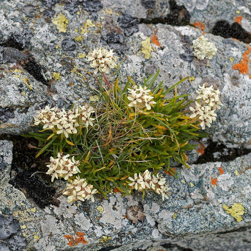 Saponaria lutea, photograph 1