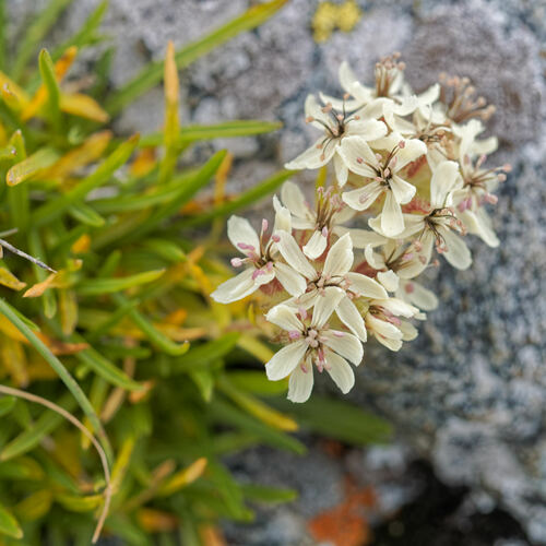 Yellow Soapwort (Saponaria lutea)
