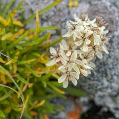 Saponaria lutea