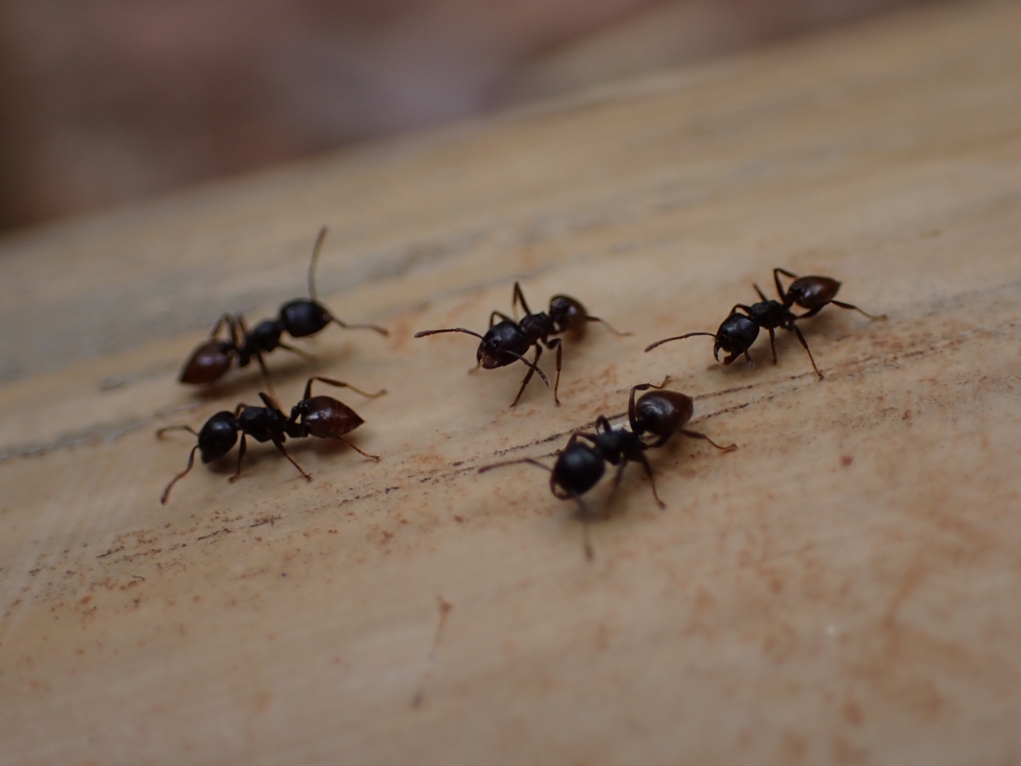 Crematogaster mafybe