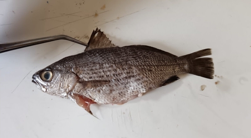 Geeloog-ombervis (Odontoscion xanthops) — Sciaenidae — 3