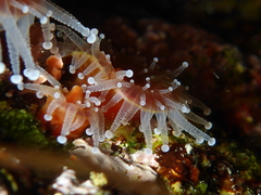 Corynactis californica image