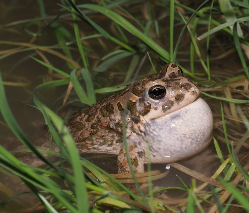 Green Toad