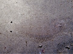 Largescale Flounder photo 4