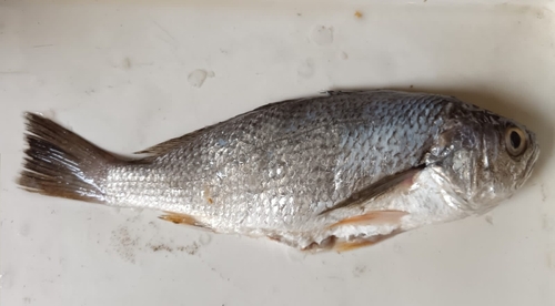 Pacific drum (Larimus pacificus) — Sciaenidae — 3