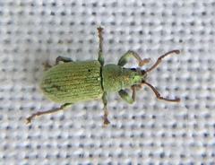 Phyllobius roboretanus