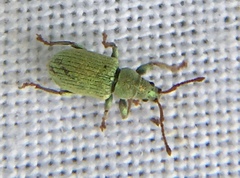 Phyllobius roboretanus