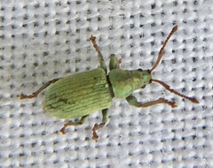 Phyllobius roboretanus