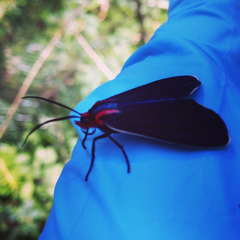 Ctenucha multifaria
