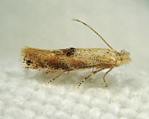 Bucculatrix packardella