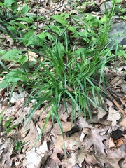 Carex pedunculata