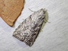 Calathusa basicunea