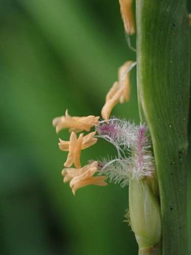 Stenotaphrum dimidiatum, photograph 2