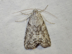 Calathusa basicunea