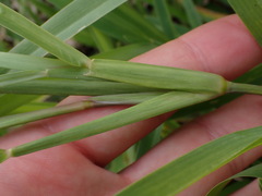 Stenotaphrum dimidiatum, photograph (c) Louis Aureglia, some rights reserved (CC BY)