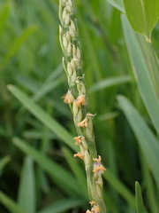 Stenotaphrum dimidiatum, photograph (c) Louis Aureglia, some rights reserved (CC BY)