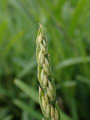 Stenotaphrum dimidiatum, photograph (c) Louis Aureglia, some rights reserved (CC BY)