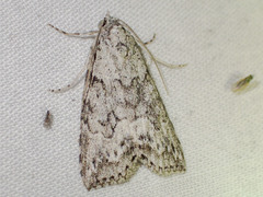 Calathusa basicunea