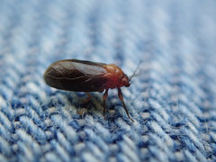 Pachypsylla celtidisgemma