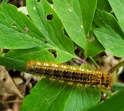 Euthrix potatoria