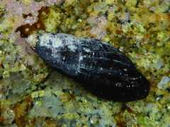 Atrimitra idae