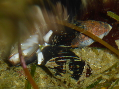 Atrimitra idae