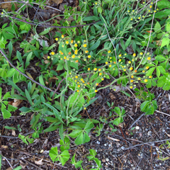 Pilosella piloselloides