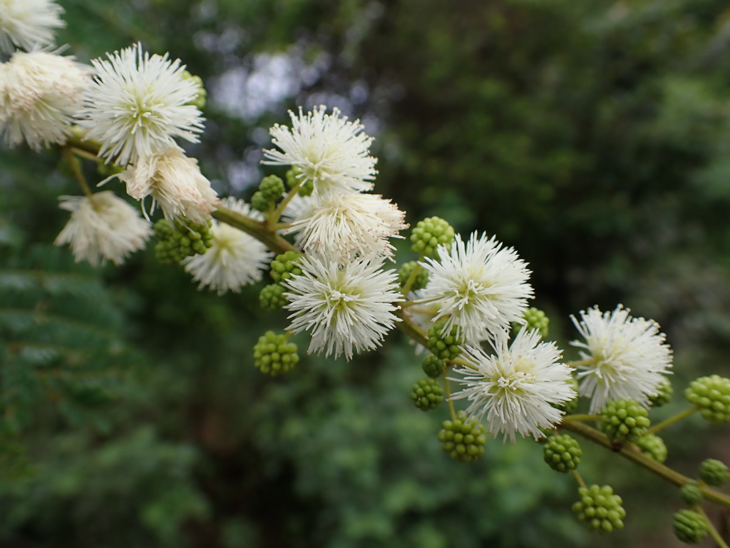 Mimosa latispinosa