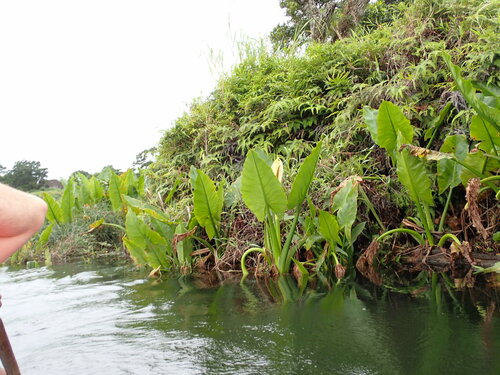 Image of Typhonodorum lindleyanum by (c) Louis Aureglia, some rights reserved (CC BY)
