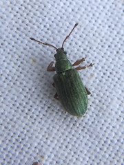 Phyllobius pyri