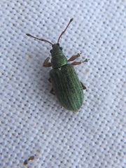 Phyllobius pyri