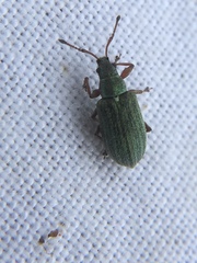 Phyllobius pyri