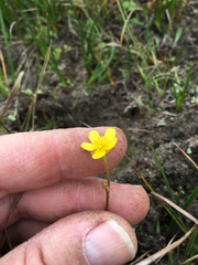 Ranunculus flammula ovalis