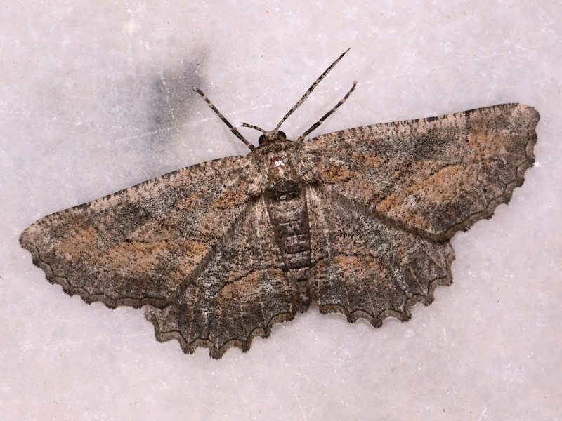 Nychiodes waltheri (Nychiodes waltheri)