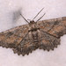 Nychiodes waltheri - Photo (c) Paolo Mazzei,  זכויות יוצרים חלקיות (CC BY-NC), הועלה על ידי Paolo Mazzei