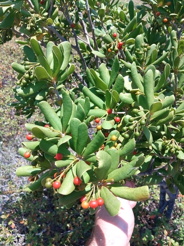 Jacquinia arborea, photograph 6