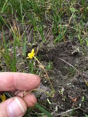 Ranunculus flammula ovalis