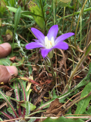 Brodiaea terrestris terrestris