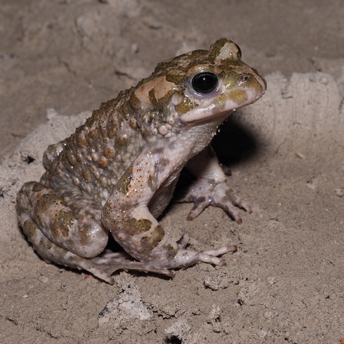 Green Toad