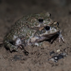 Green Toad photo 4