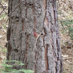 Haemorhous mexicanus