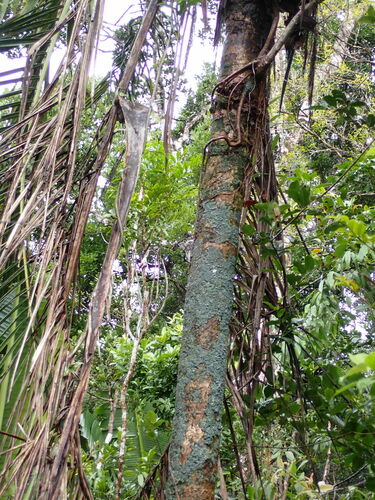 Ravenea sambiranensis
