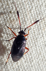 Ectopiocerus anthracinus
