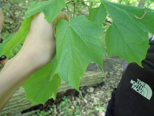 Acer nigrum