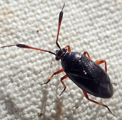 Ectopiocerus anthracinus