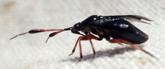 Ectopiocerus anthracinus
