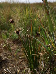 Juncus phaeocephalus