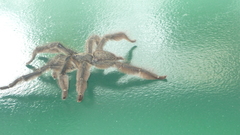 Tapinauchenius