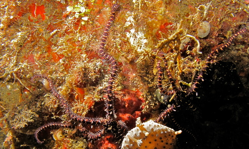 Ophiomastix variabilis